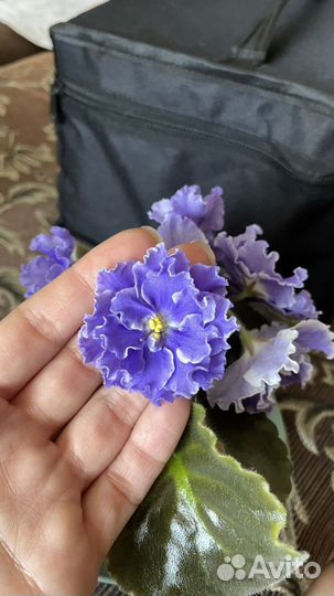 Фиалка ажурная сине-сиреневая