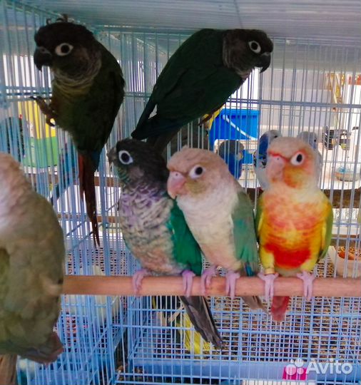 Птенцы попугаев разных пород