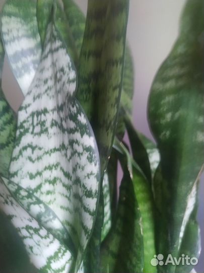 Сансевиерии