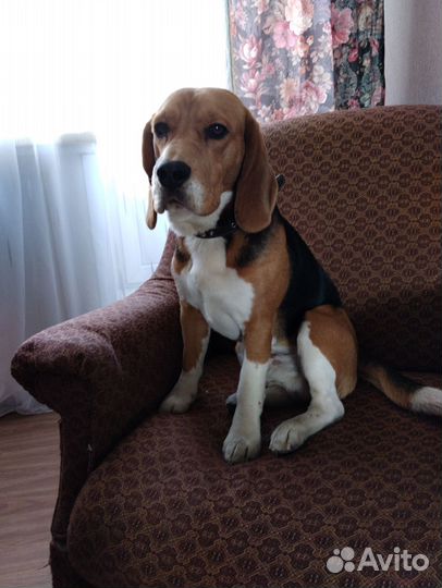 Собака на вязку