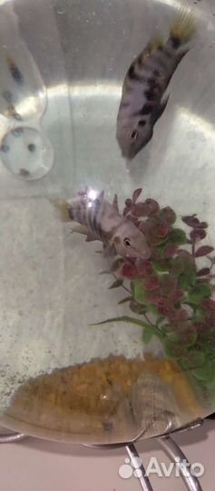 Аквариум с рыбками