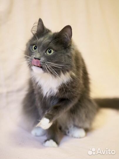 Норвежская лесная кошка Ульяша ищет семью