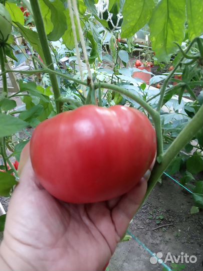 Рассада помидоров (томатов) о/г, теплиц, балкон