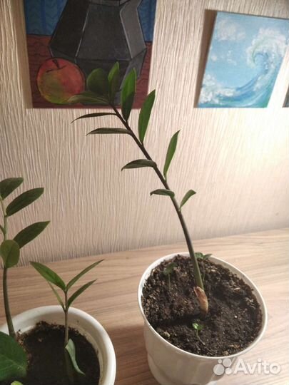 Замиокулькас