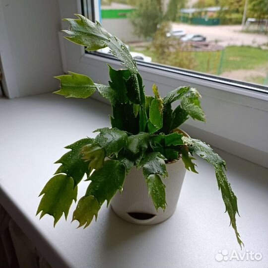 Декабрист (шлюмбергера)