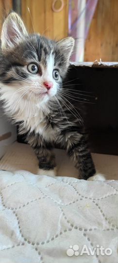 Котик в добрые руки бесплатно