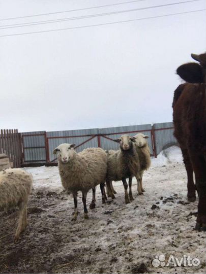 Продаются бараны