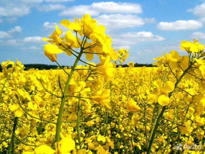 Продам рапс
