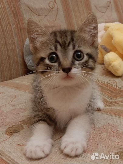 Котенок девочка 3 мес в дар