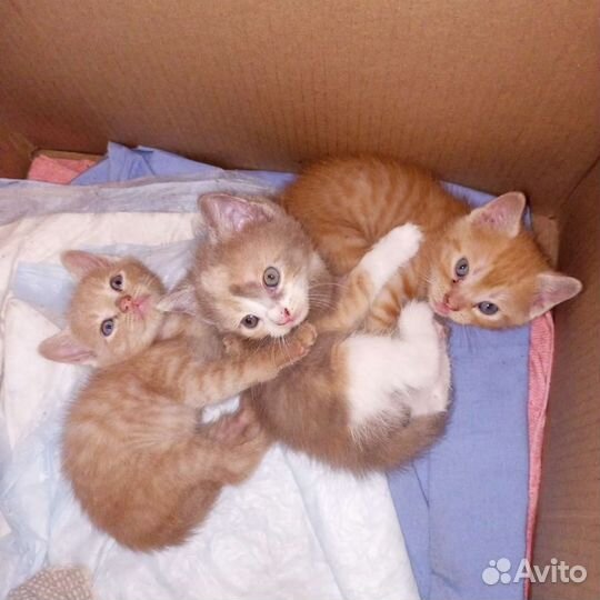 Котята в добрые руки