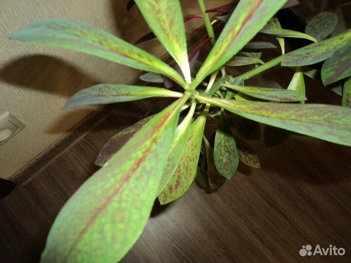 Синадениум гранта и бегония