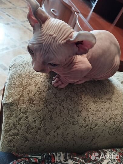 Канадский сфинкс эльфы, двельфы