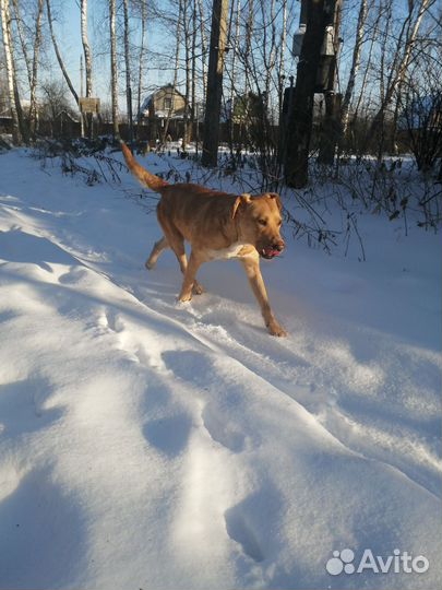 Кобель молодой