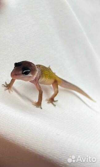 Эублефар малыши