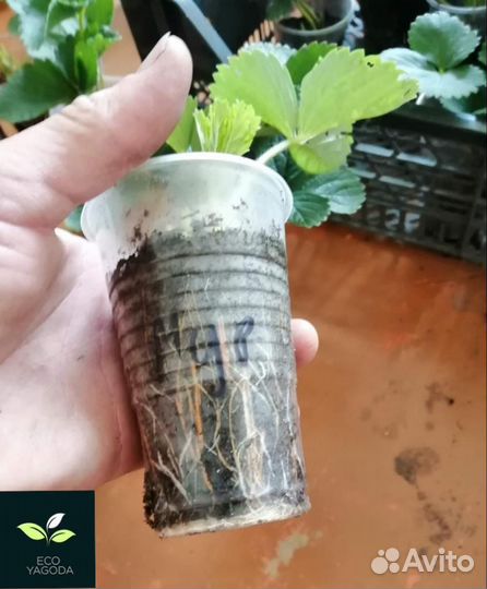 Рассада клубники Мурано