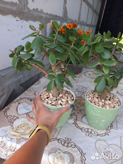 Толстянка (денежное дерево)