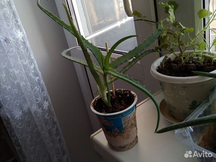 Алоэ лечебный