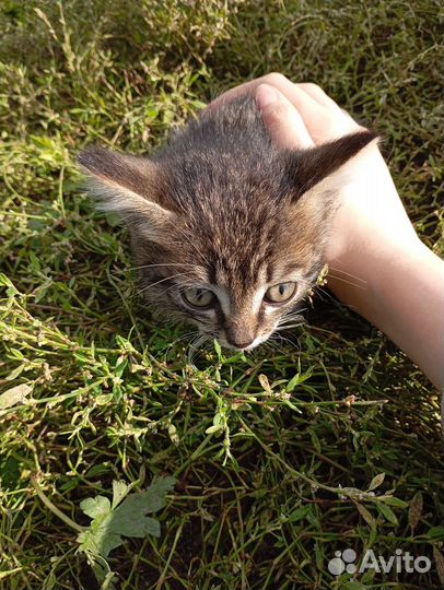 Бездомные котята