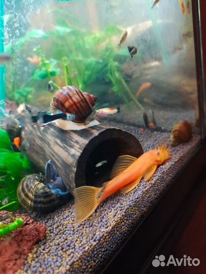 Рыба сом супер ред