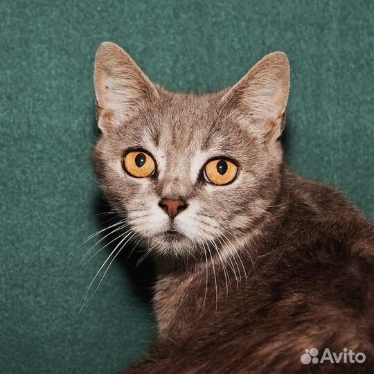 Муся в добрые руки