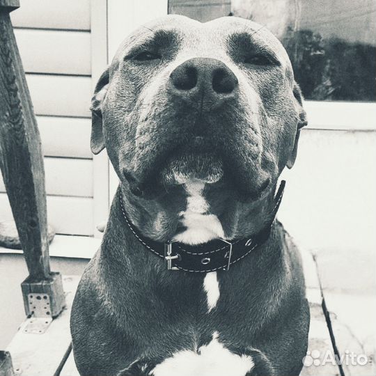 Питбуль вязка