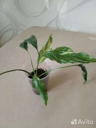 Спатифиллумы:Домино, Moon shadow