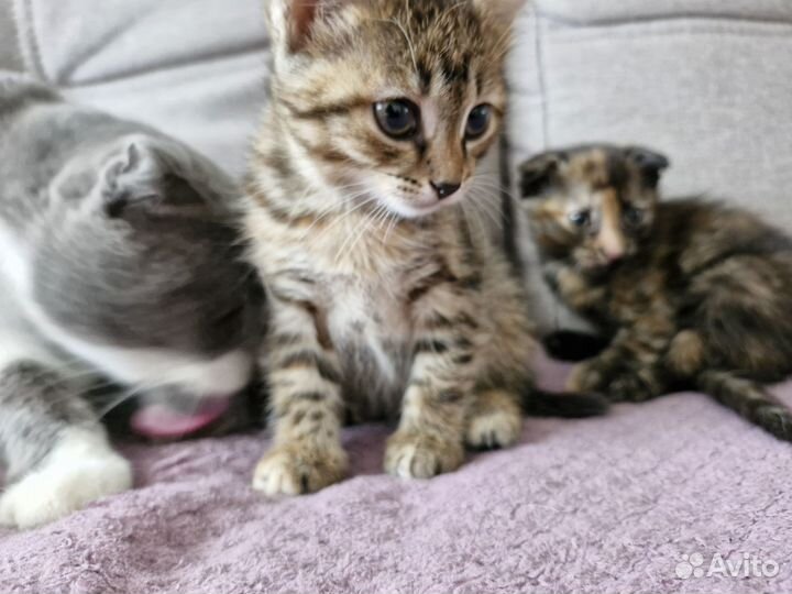 Отдаём в добрые руки котят