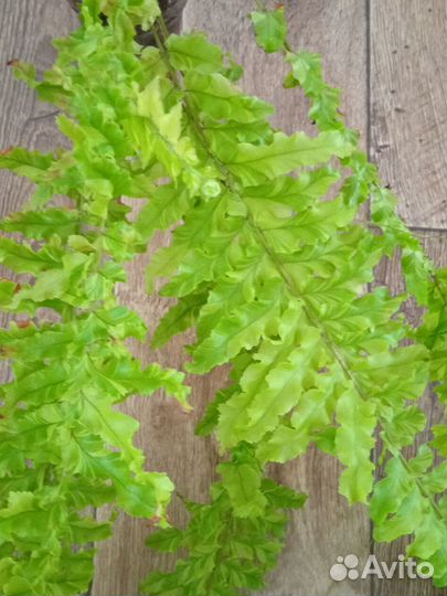 Комнатные цветы