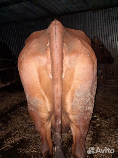 Корову обменяю на дойную