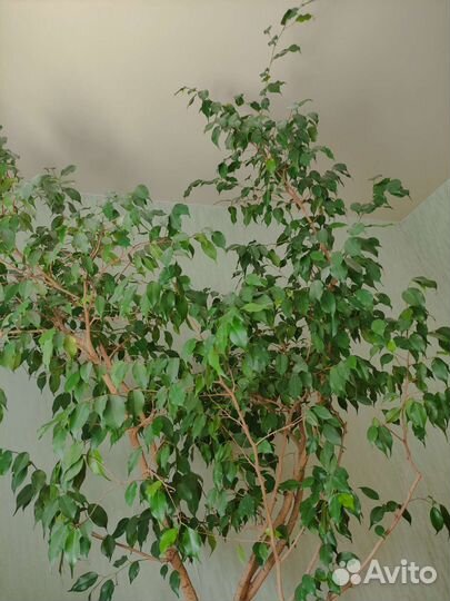 Фикус Бенджамина большой