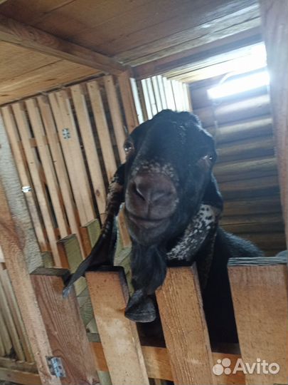 Нубийская порода козел вязка