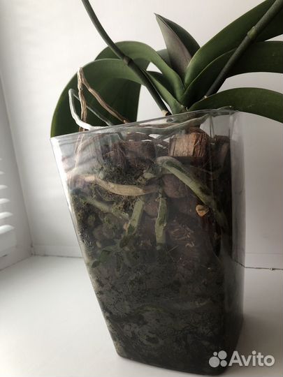 Орхидея фаленопсис