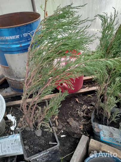 Можжевельник