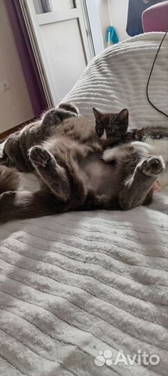 Домашние животные на передержку