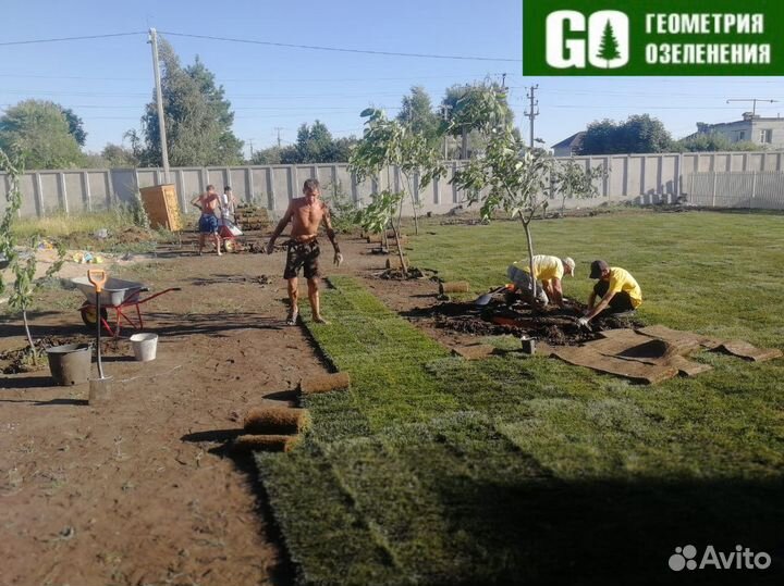 Рулонный Газон Премиум