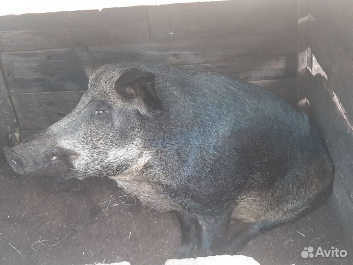 Хряк венгерской мангалицы и Свиноматка Ландрас