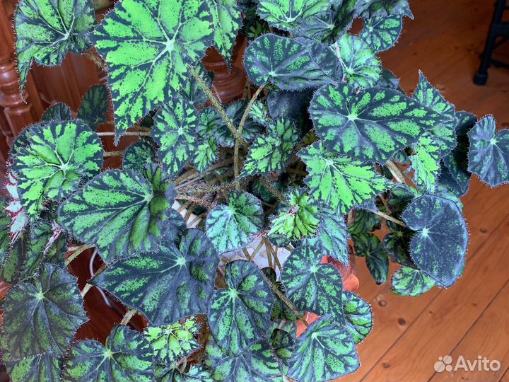 Бегония тигровая