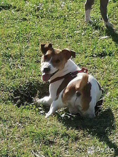 Кабель Джек Рассел терьер готовы к спариванию