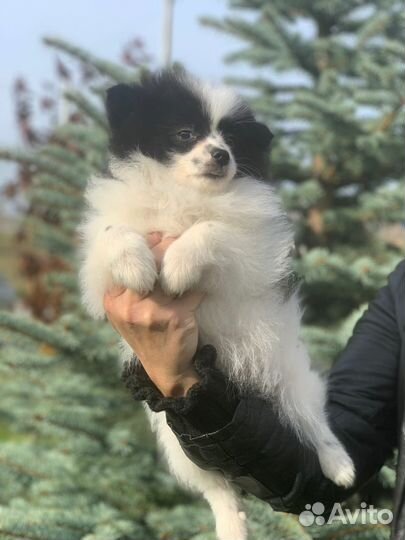 Немецкий шпиц