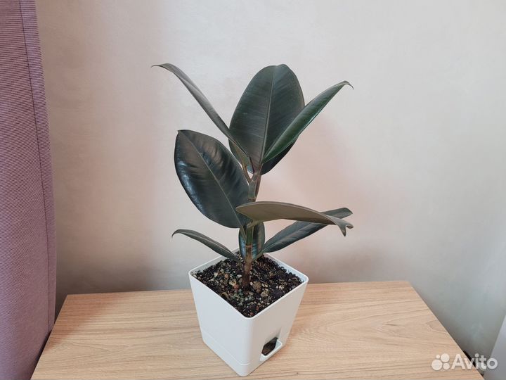 Фикус эластика абиджан 40 см