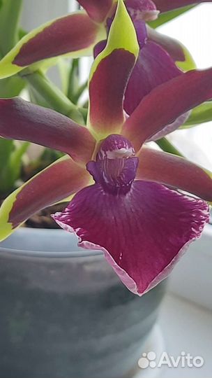 Орхидея