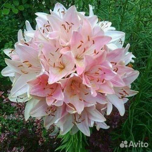 Шаровые лилий