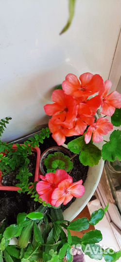 Пеларгония герань