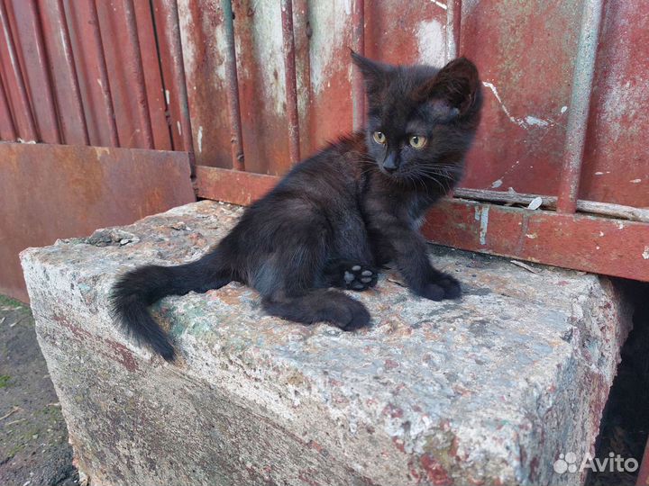 Кошка в дар бесплатно