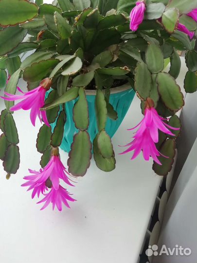 Цветок декабрист