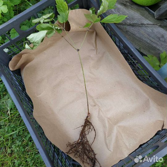 Цимицифуга (клопогон)