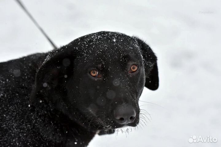 Собака в добрые руки Приют «Лесопилка»