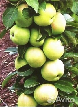 Яблоня колоновидная 