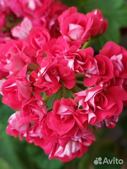 Пеларгония герань сортовая