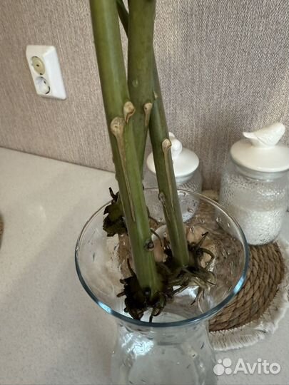 Замиокулькас